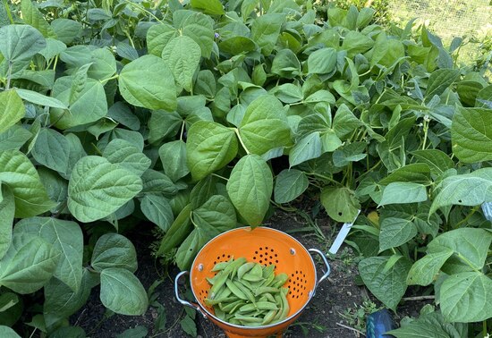 23Beancircleandpeaharvest22Jun.jpg 23Beancircleandpeaharvest22Jun.jpg