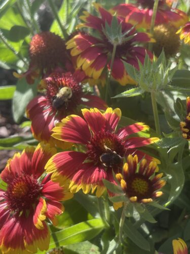 Dakota Gardener: Be “water wise,” grow native plants | News, Sports, Jobs Dakota Gardener: Be “water wise,” grow native plants | News, Sports, Jobs