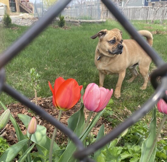 23djandtulips5may.jpg 23djandtulips5may.jpg