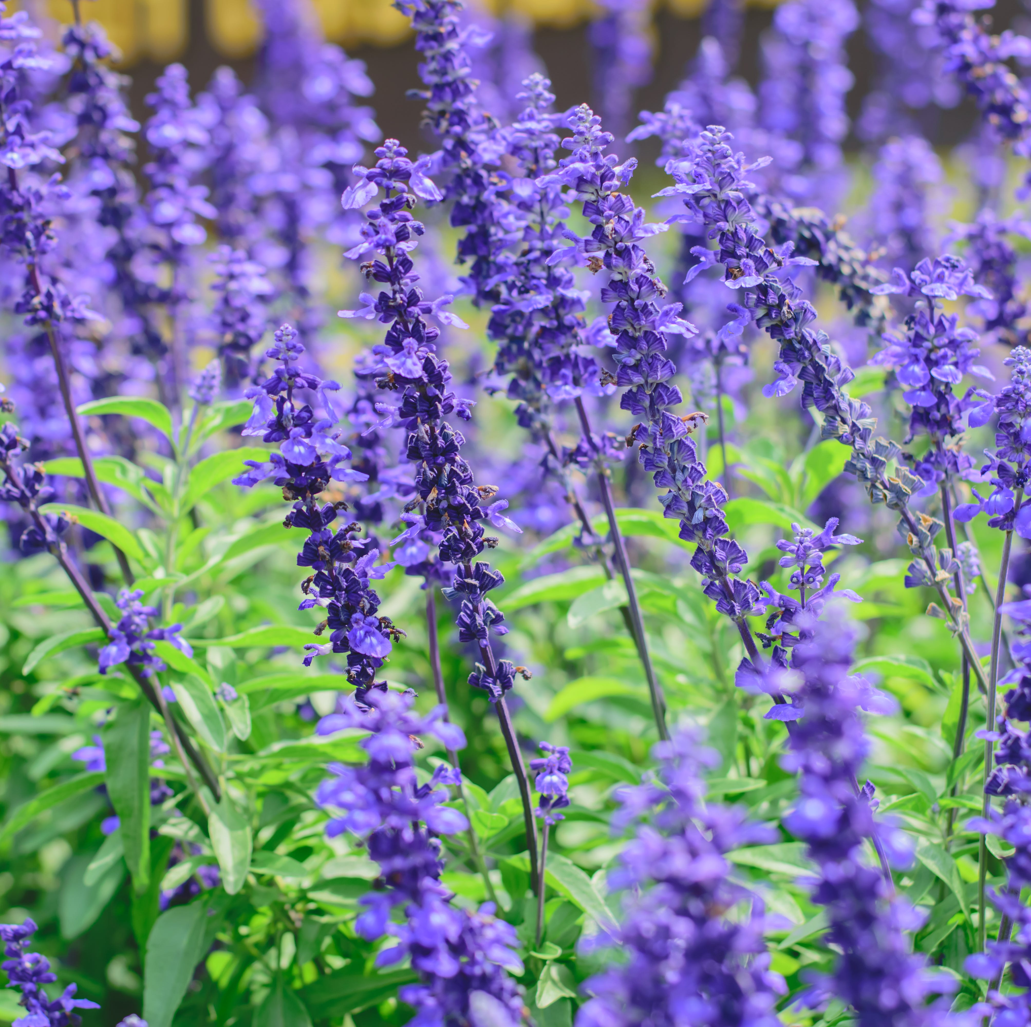 blue salvia (salvia farinacea) flowers