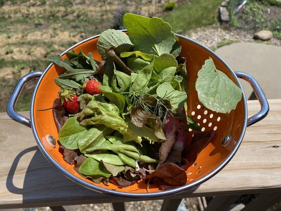 23harvest26may.jpg 23harvest26may.jpg