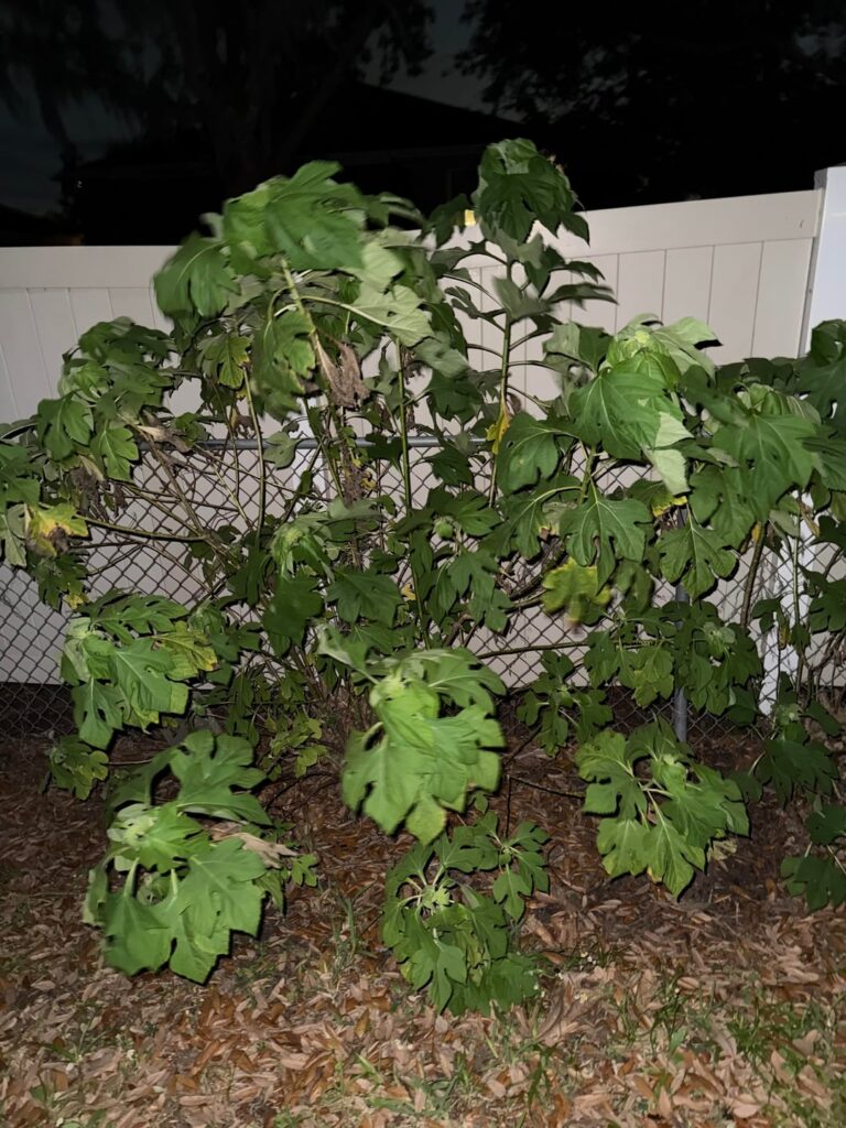 Can anyone help identify these plants ?