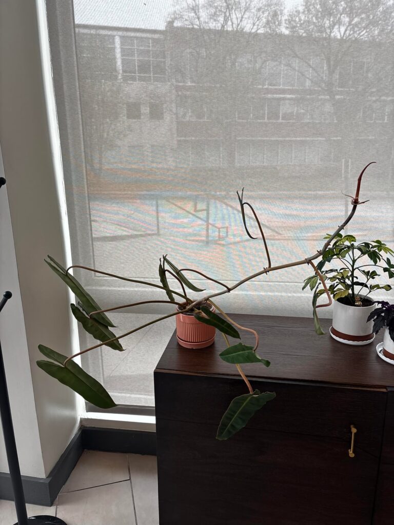 Was just gifted this weird guy, tips on proper care??