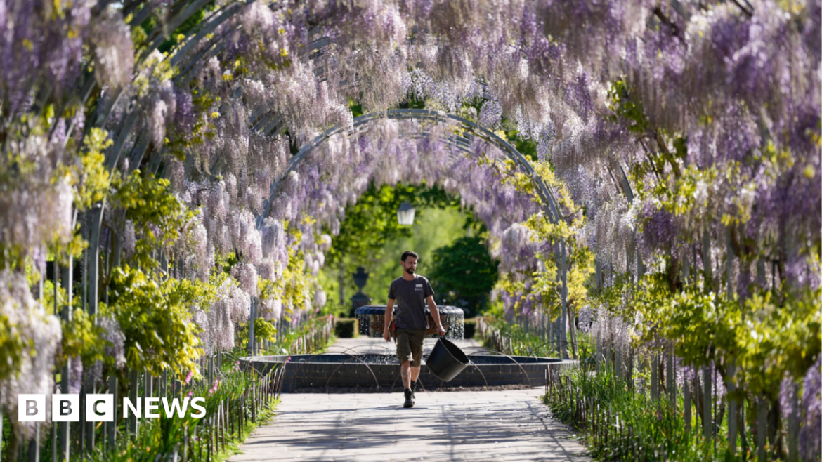 Surrey public garden RHS Wisley opens 75m wisteria tunnel Horticulturalist Liam Anderson walks under the blossoming wisteria along Wisteria Walk at RHS Wisley in Woking, Surrey.