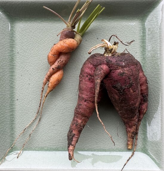 24carrotsfunny.jpg 24carrotsfunny.jpg