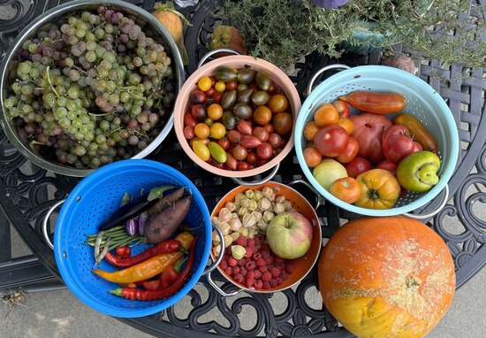 24harvest21sep3.jpg 24harvest21sep3.jpg