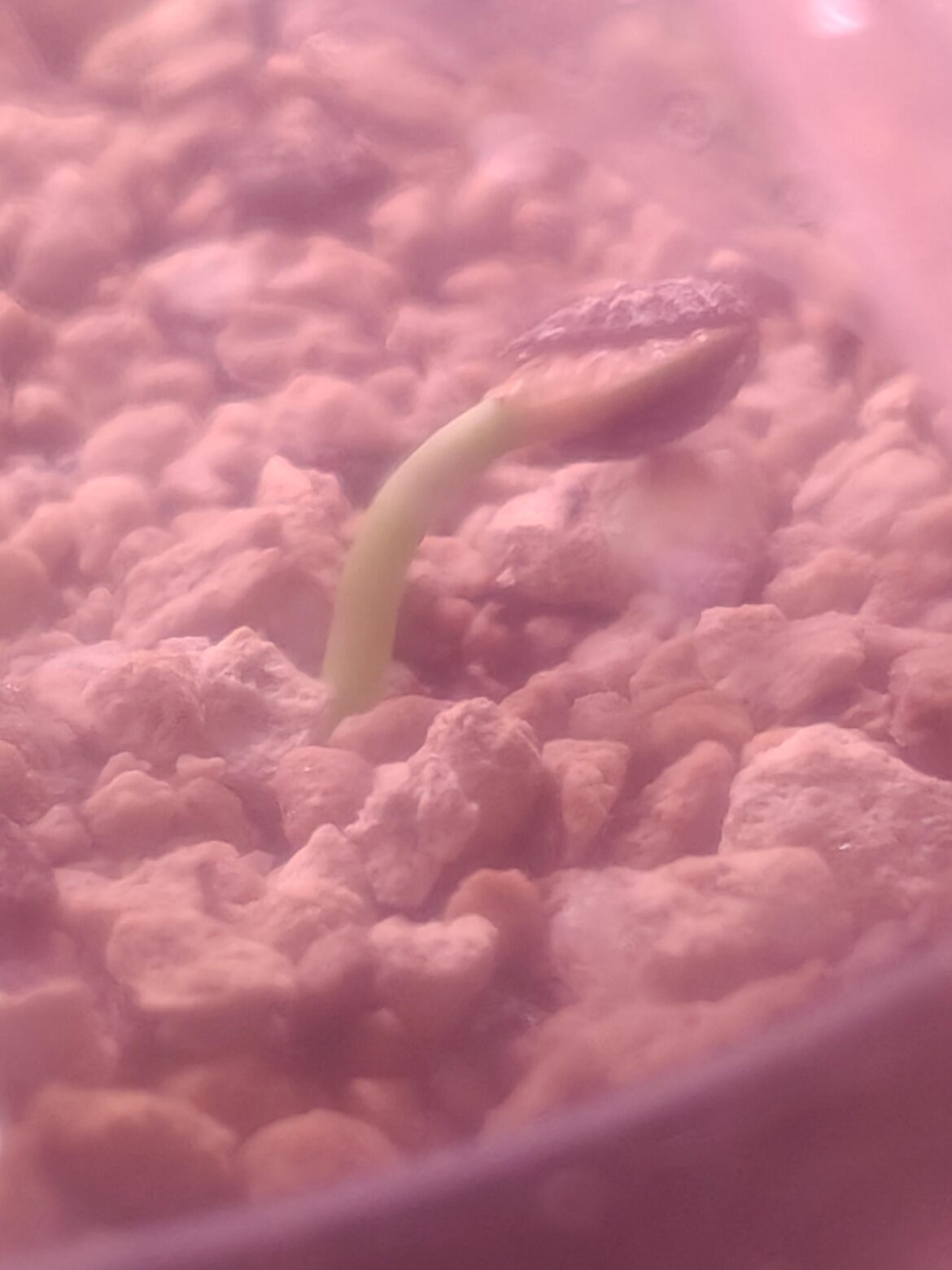 update on Adenia venenata seedling, it's standing up!