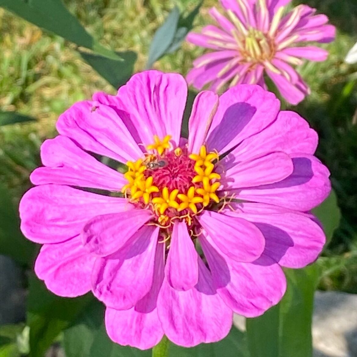 Top 10 Drought-Tolerant Annuals That Love Hot, Dry Summers Top 10 Drought-Tolerant Annuals That Love Hot, Dry Summers