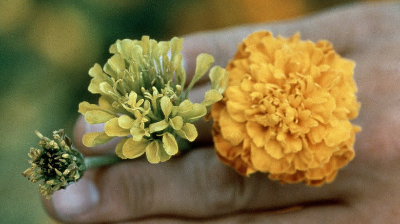 Effects of aster yellows phytoplasma infection on the flowers of marigold and tagetes