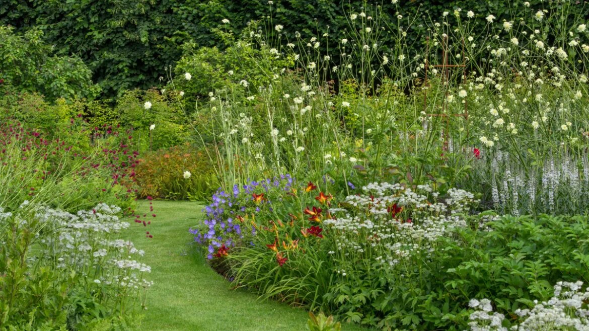 Nine plants that can cope with dry summers and wet winters Nine plants that can cope with dry summers and wet winters