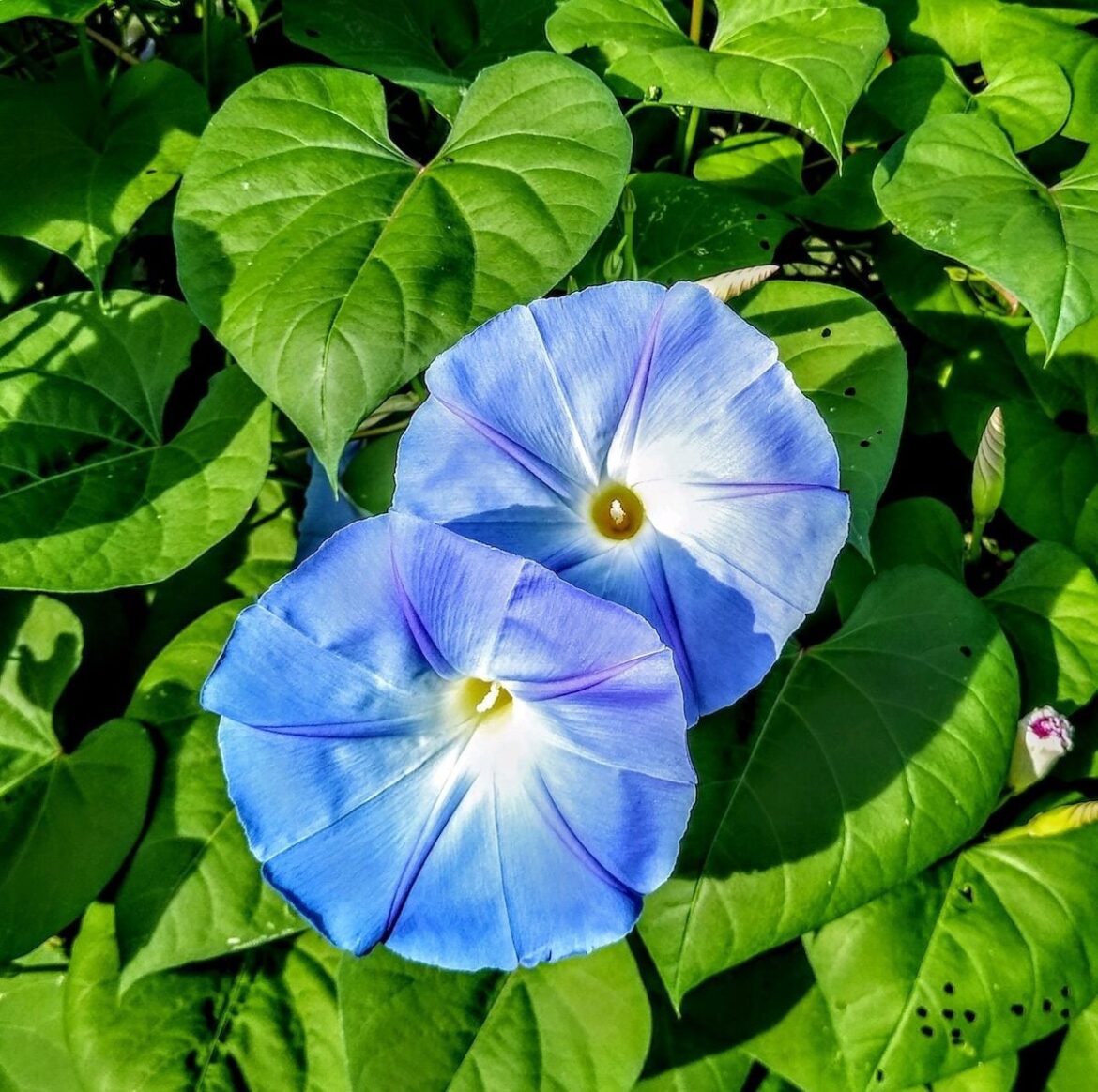 Morning Glory Flower Care and Growing Tips Morning Glory Flower Care and Growing Tips