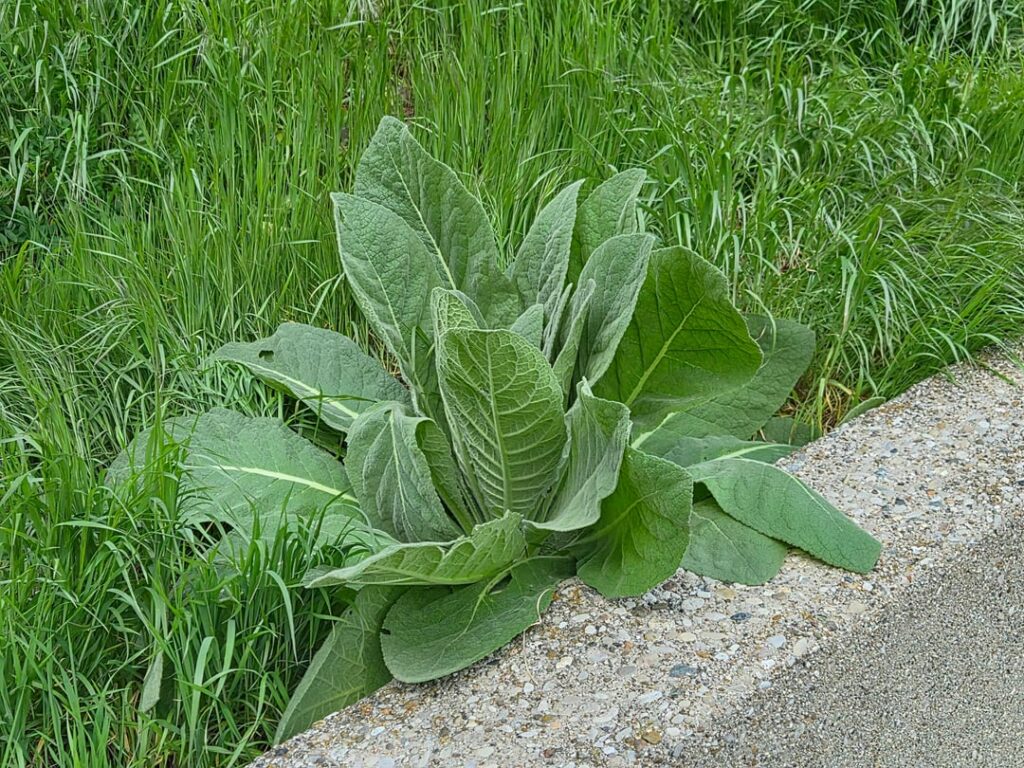 What is this growing on the hill?