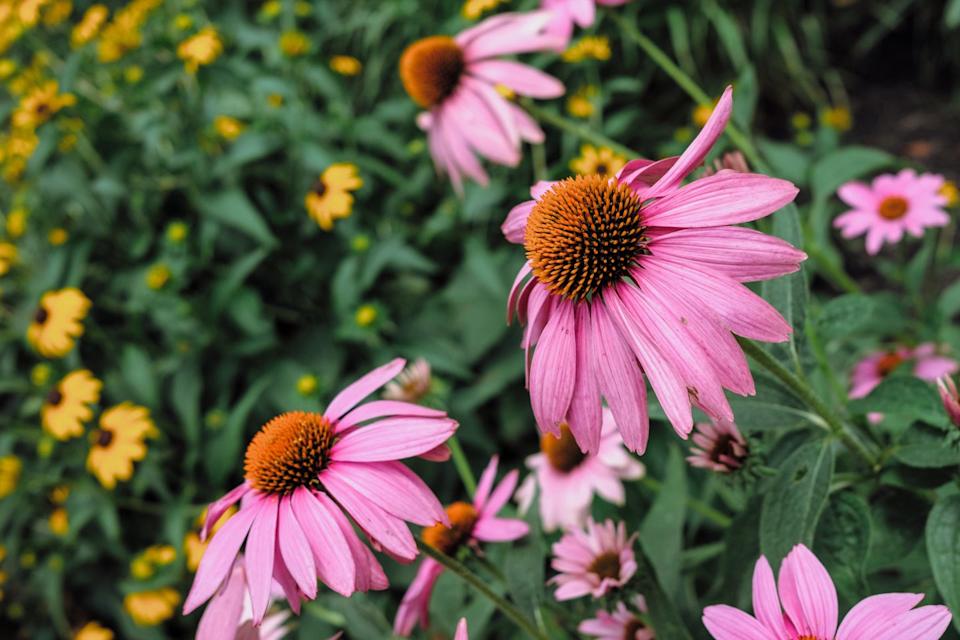 coneflowers bloom in ornamental garden