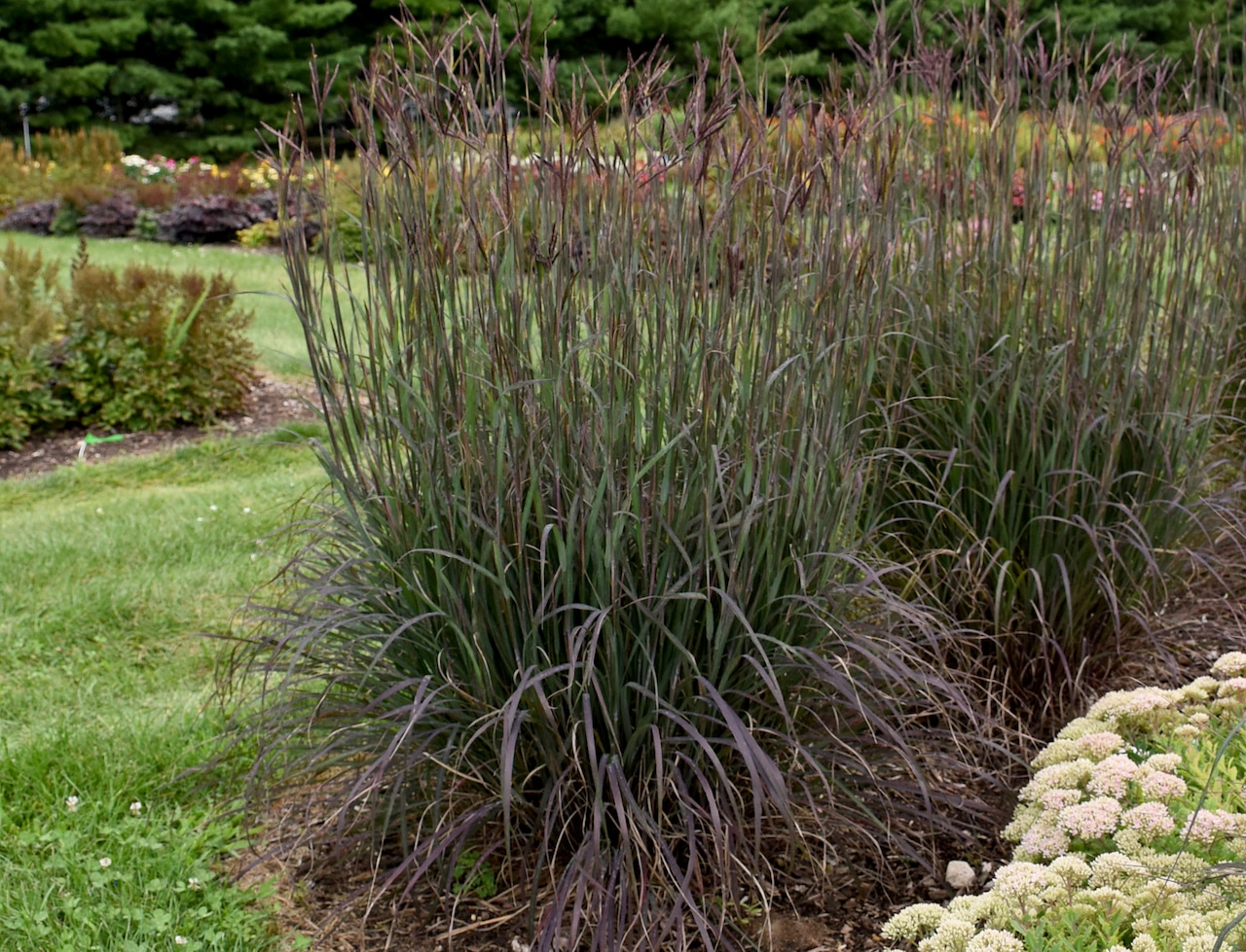 Big bluestem 'Blackhawks'