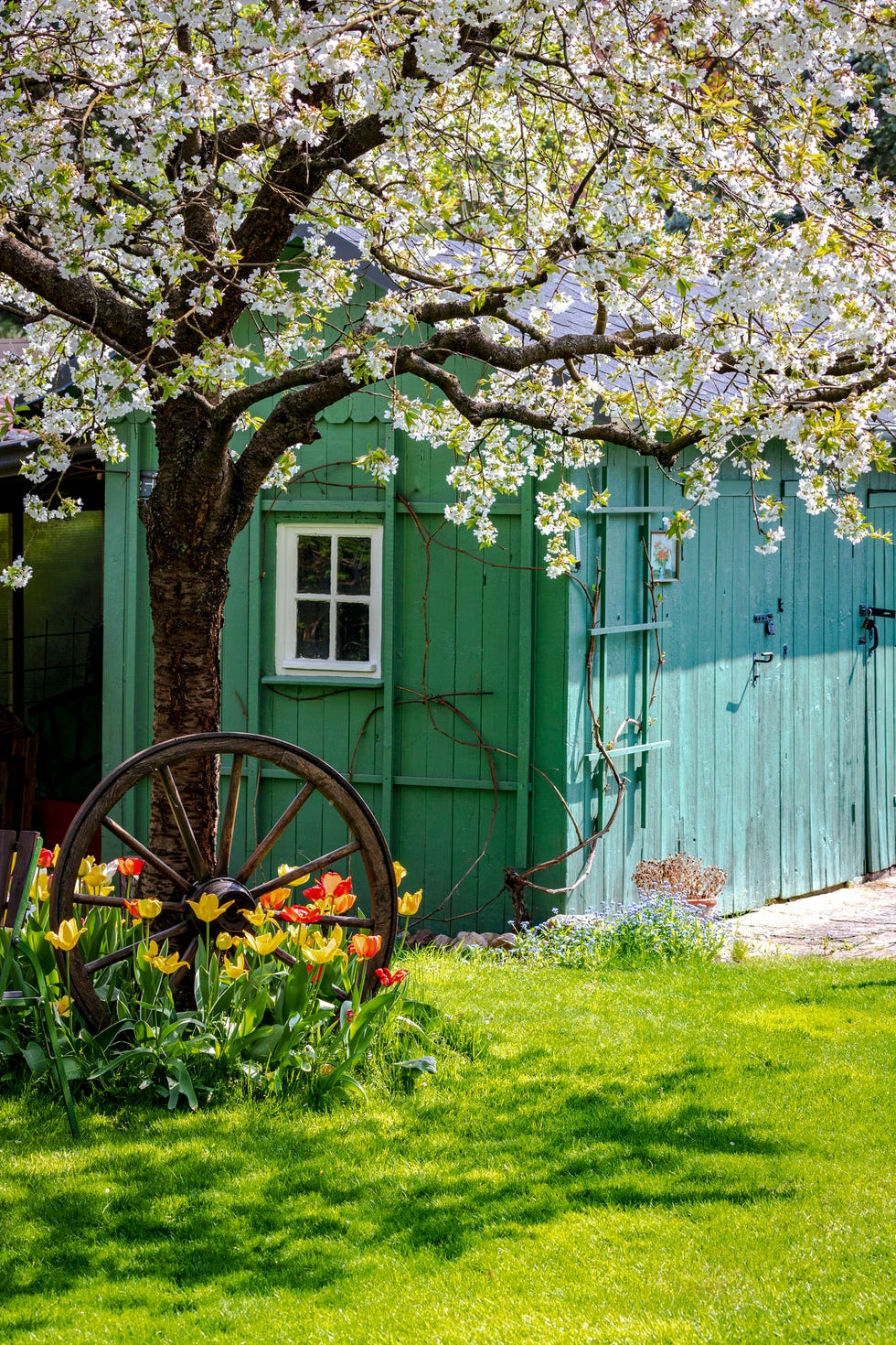 garden shed blooming tree and colorful flowers in a garden setting next to a green shed