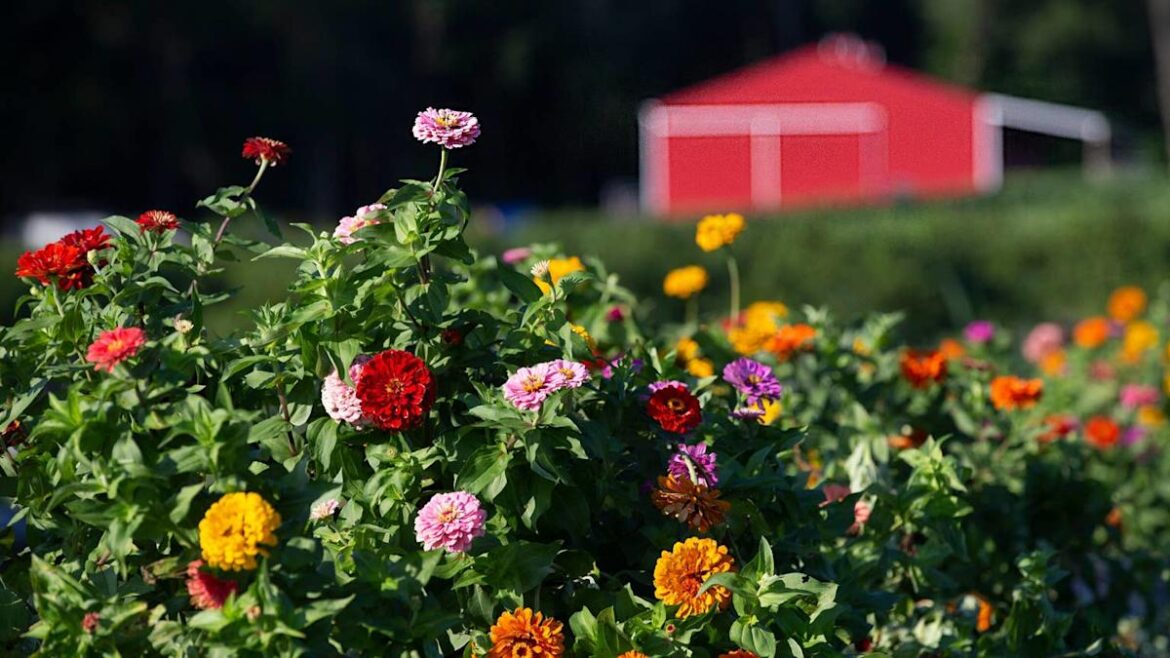 Gardener Shares Incredibly Simple and ‘Genius’ Tip for Growing Gorgeous Zinnias