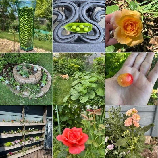 25collagegardentheweekojjun13tojun20.jpg 25collagegardentheweekojjun13tojun20.jpg