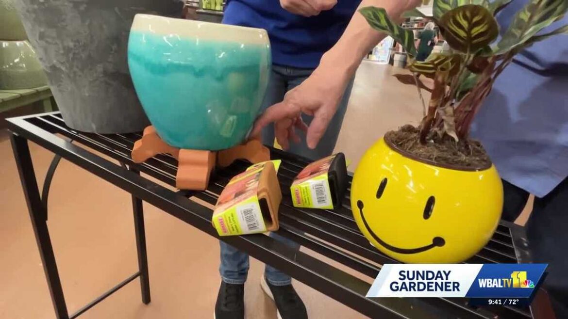 Sunday Gardener: Picking the right pottery Sunday Gardener: Picking the right pottery