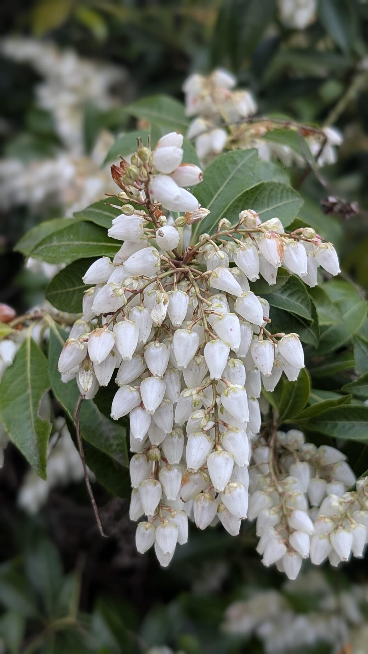Pieris Japonica - a new favorite!