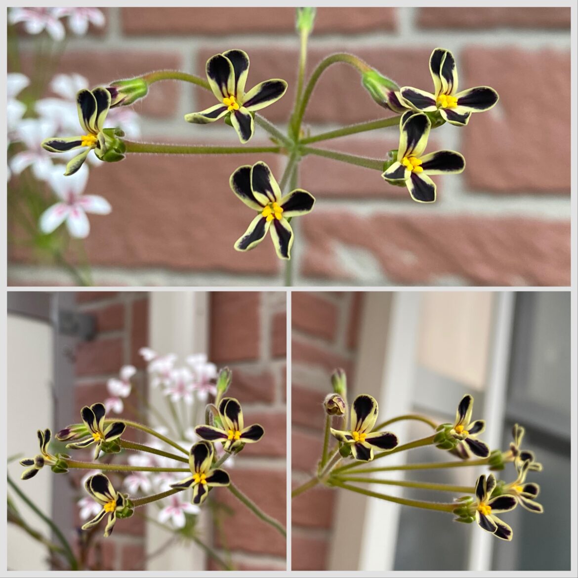 The flowers of Pelargonium lobatum emit an addictive scent that is both fruity and vanilla-like sweet but only during at night till dawn.