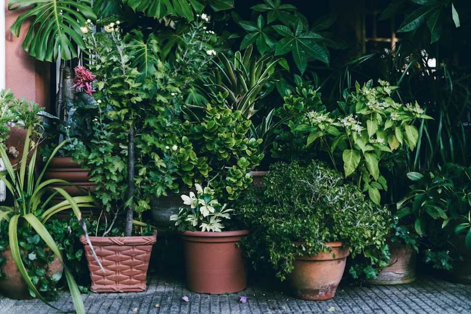 potted plants in garden