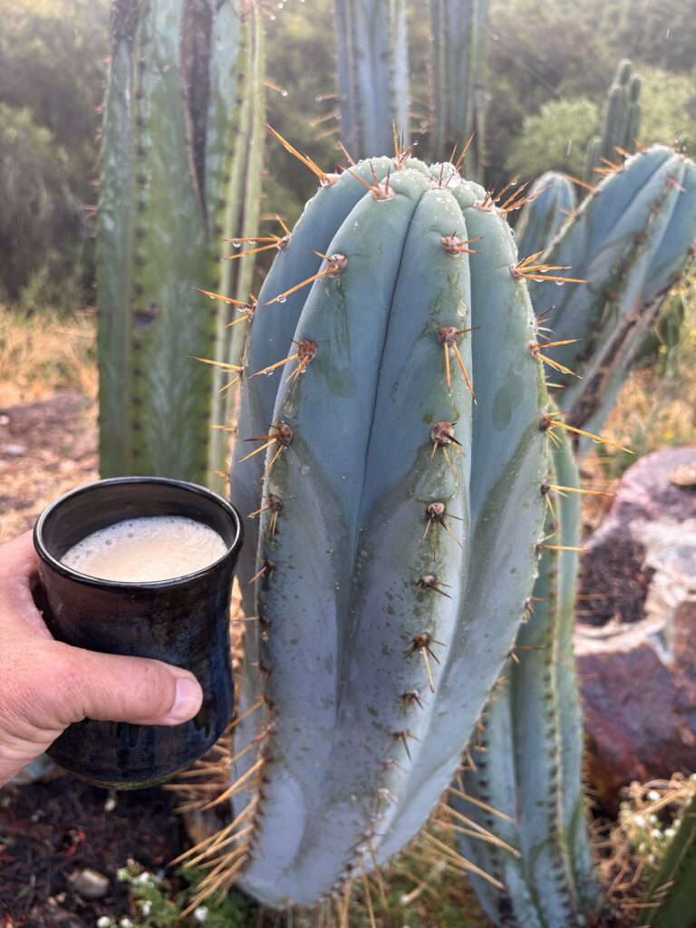 Good Morning San Pedro Cactus People…
