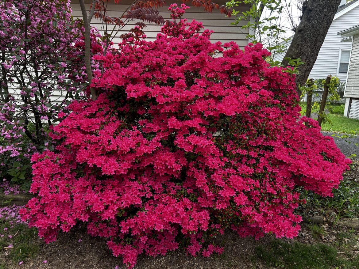 I look forward to her every year, my “Azalea Banks”