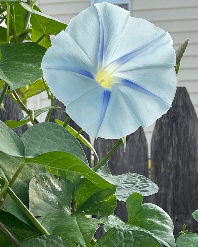 morning glory flower