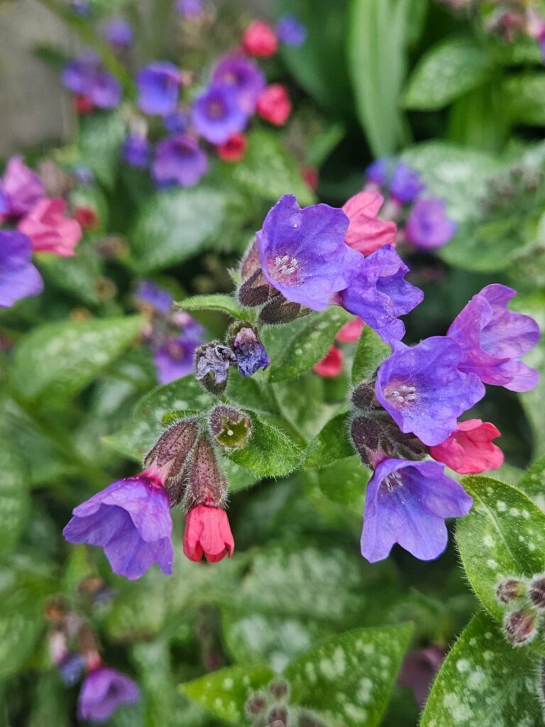 Random springtime shots ✨