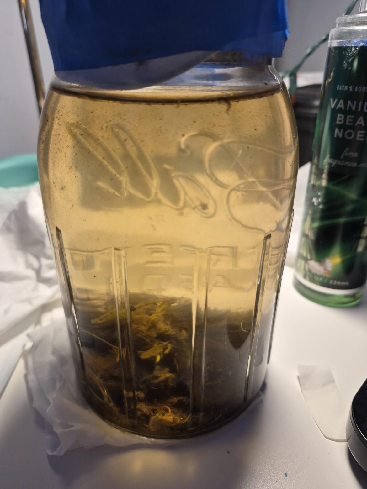 Water suddenly very murky on day 6