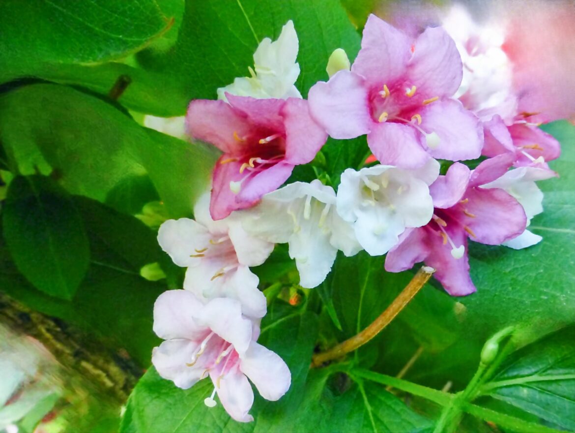 WEIGELA FLORIDA(Trilogy)[OC]