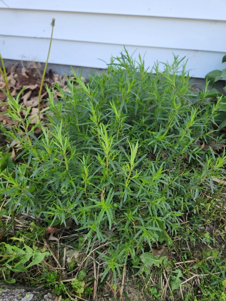Can someone help me remember what these are?Central Missouri.