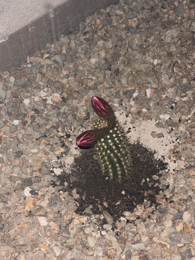 O snap it bloomed today