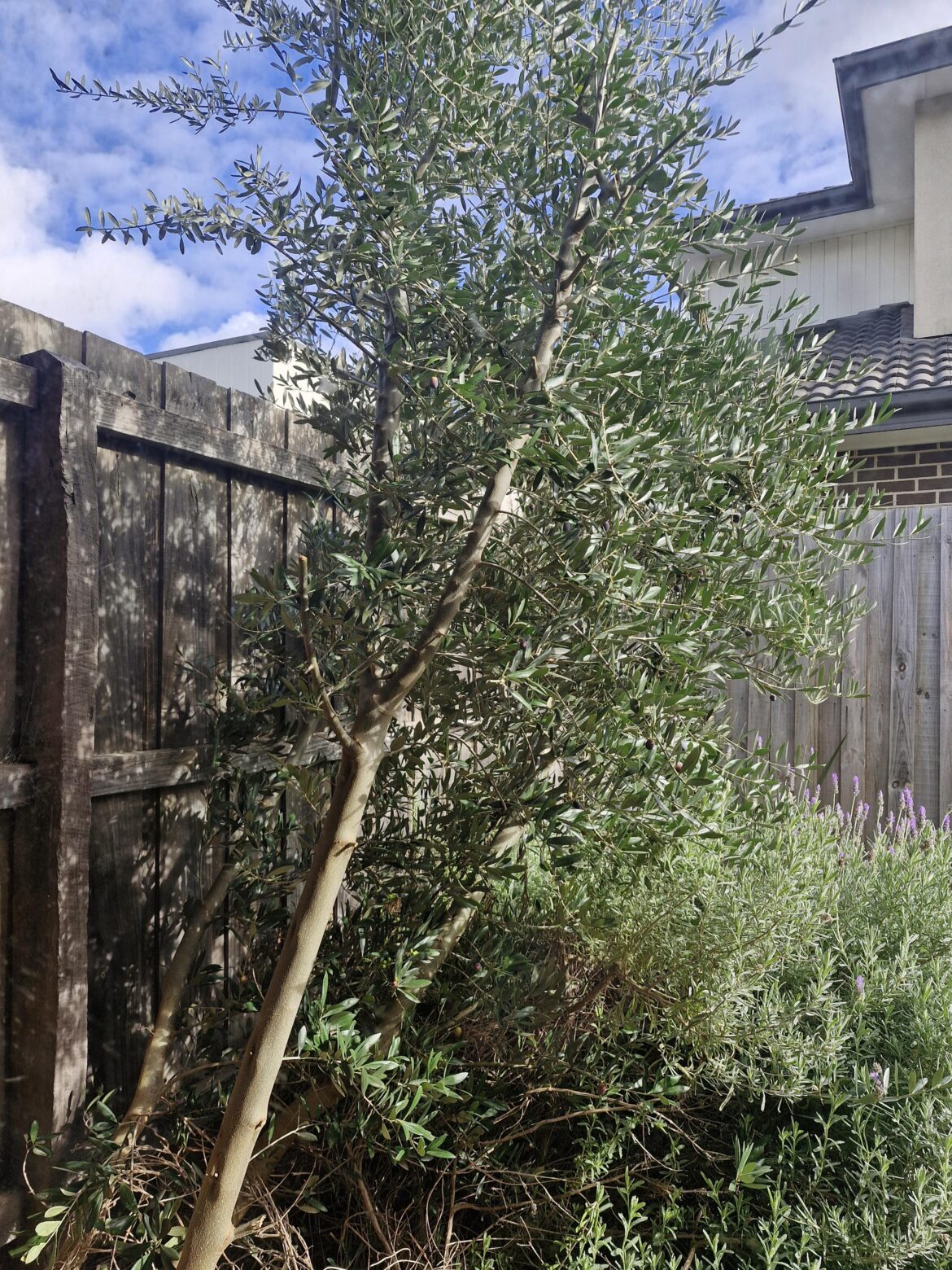 Is this an olive tree??