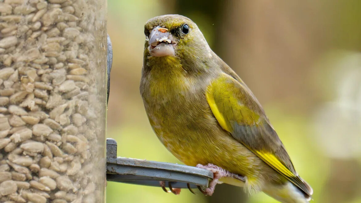 Want to help garden birds? Don't feed them in warmer months, says RSPB