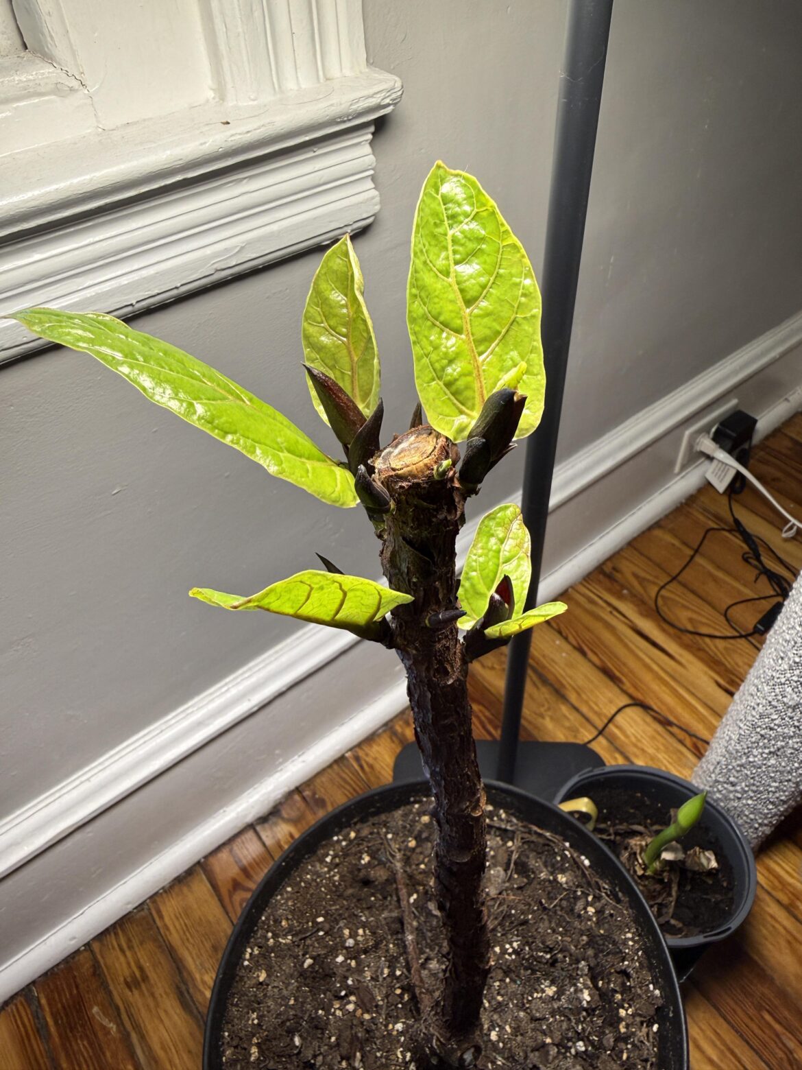 Should I repot a month after a chop? Should I repot a month after a chop?