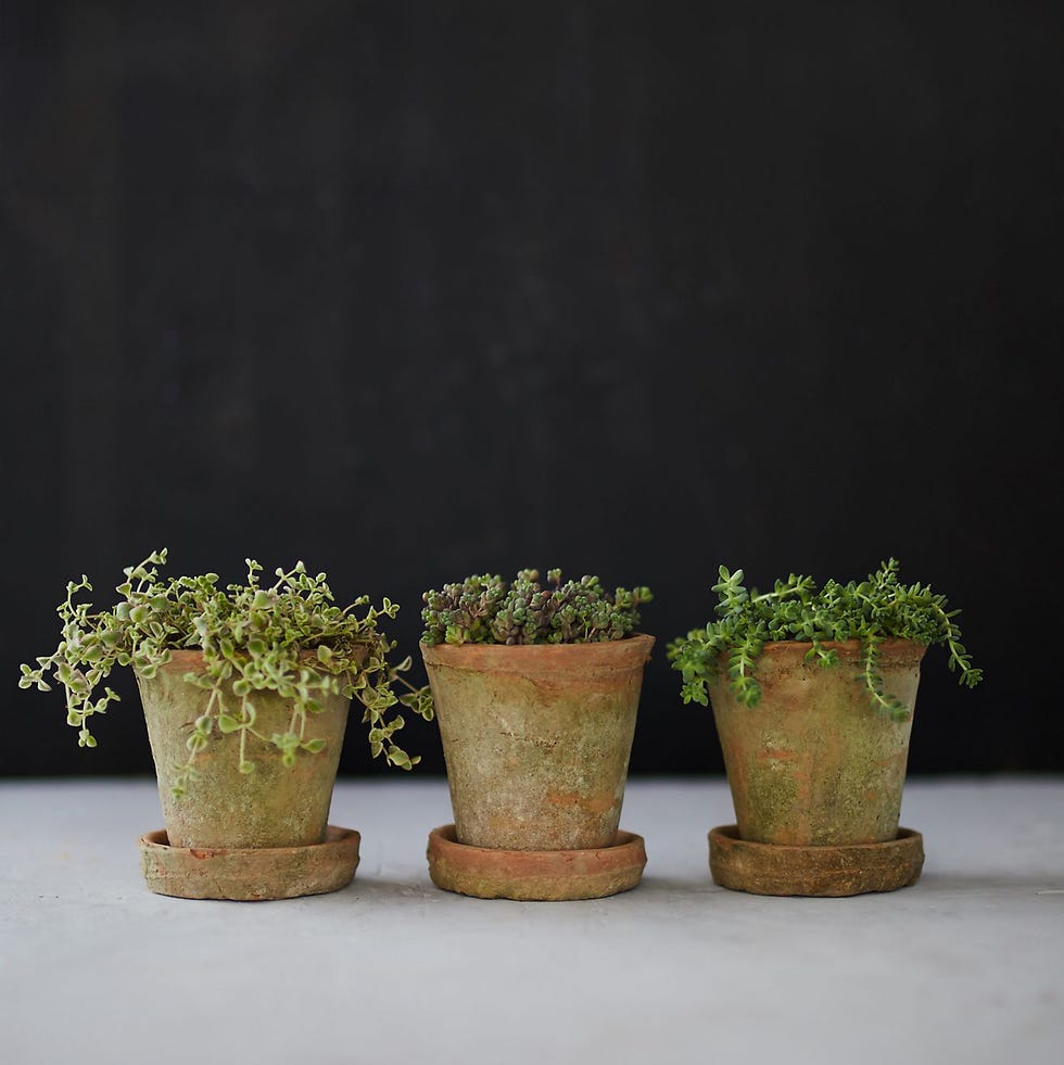 Earth Fired Clay Herb Pot + Saucer, Set of 3