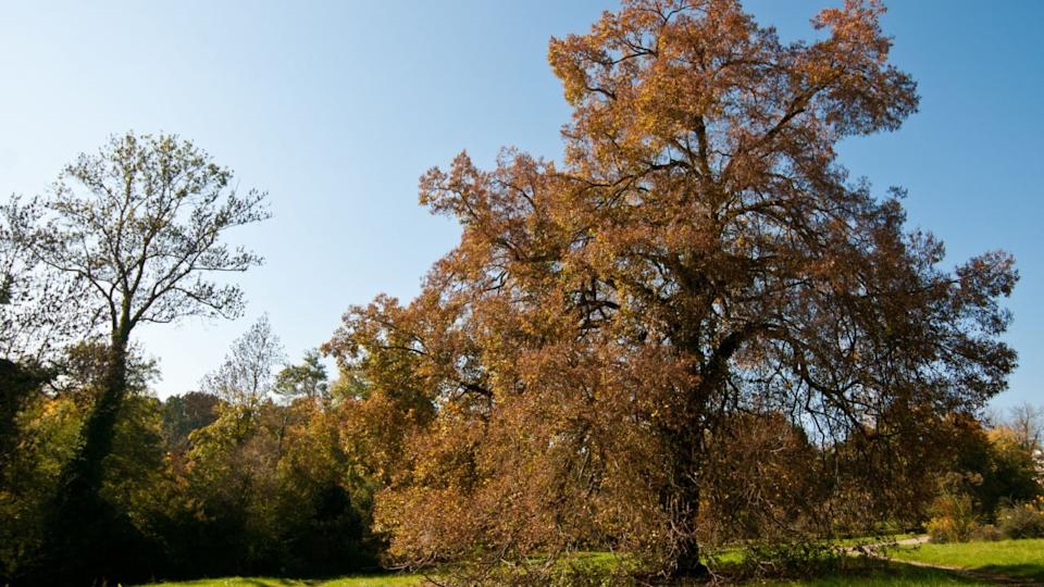 Old little-leaf linden (Tilia cordata)