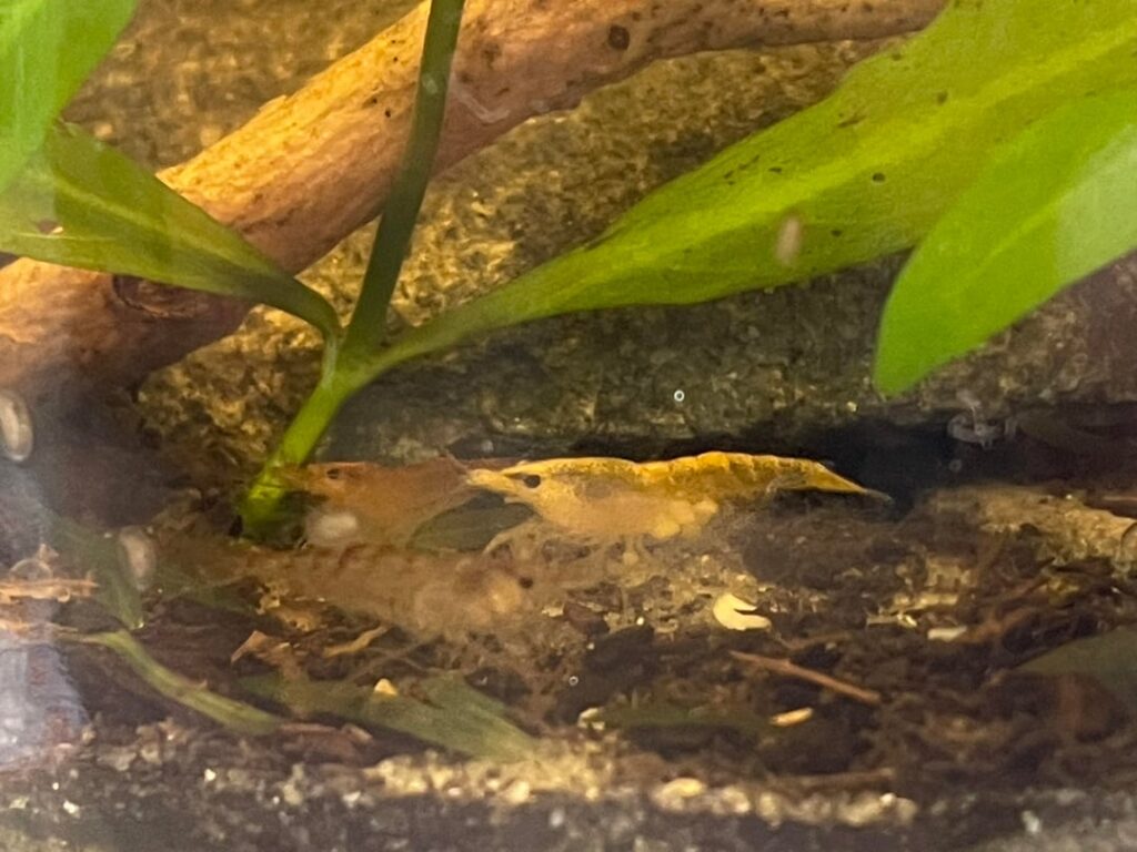 Update on work desk shrimp jar