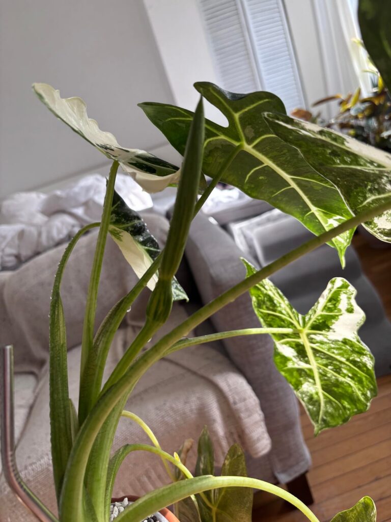 My baby blooming??ðŸ˜ðŸ˜ðŸ˜ My baby blooming??ðŸ˜ðŸ˜ðŸ˜