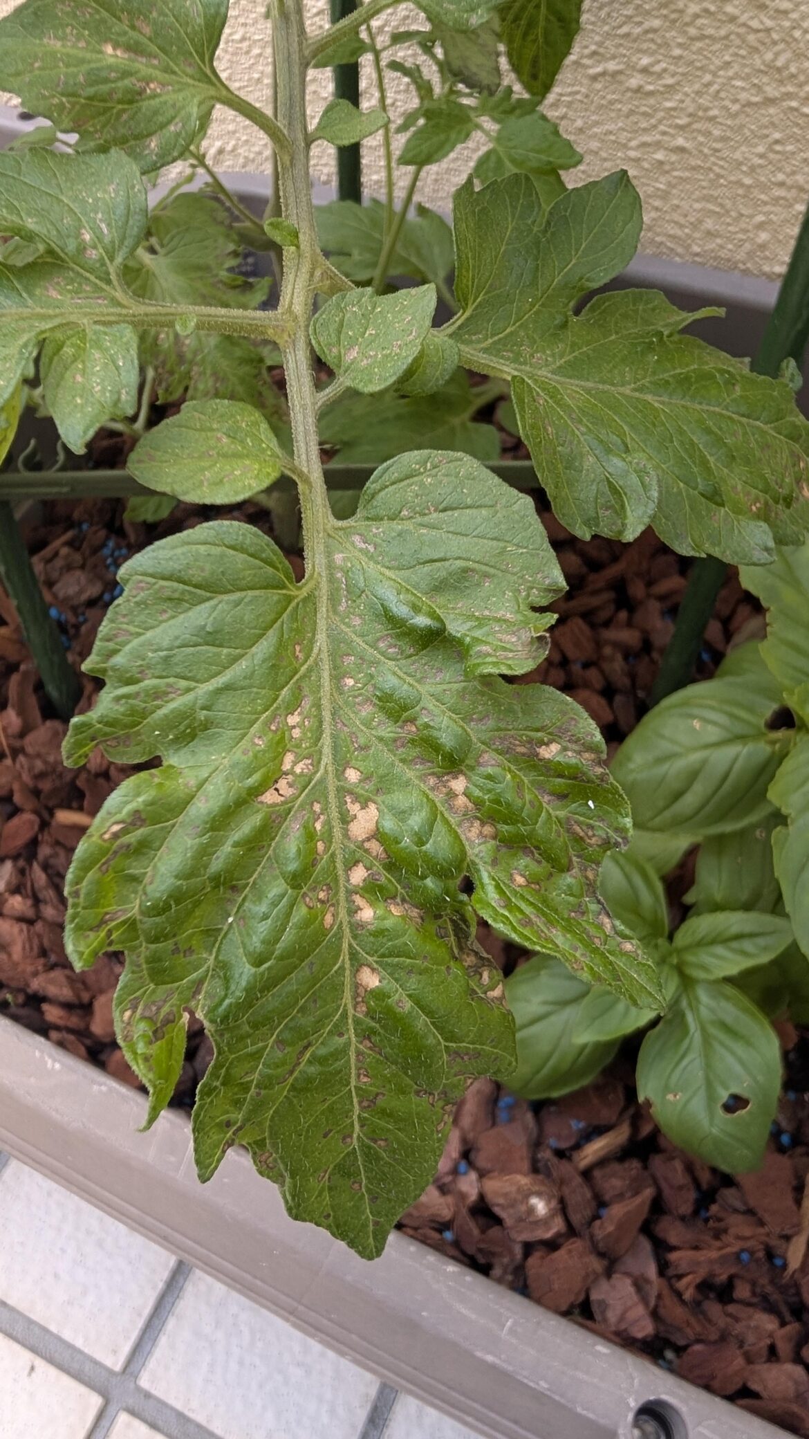 Spots on tomato leaves Spots on tomato leaves