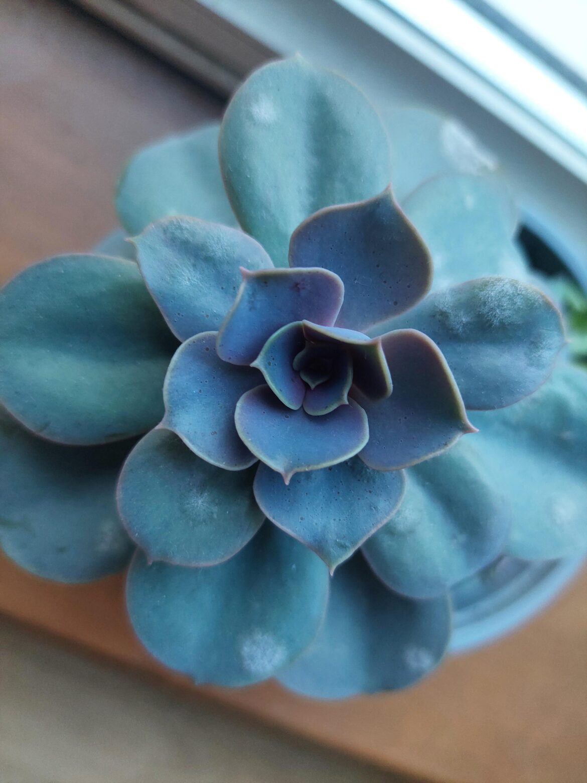My PVN is getting fungus