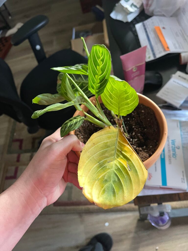 Help or is She Doomed