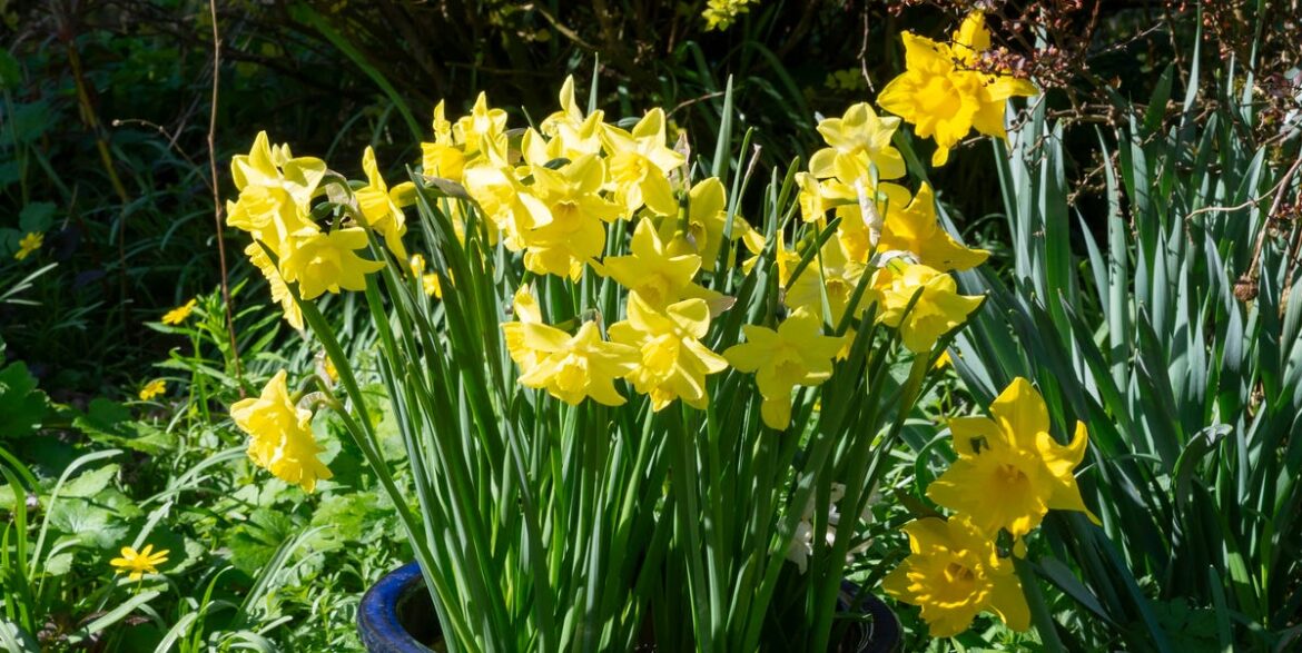 Daffodils In Your Garden? Do This Crucial April Job Now Before It’s Too Late