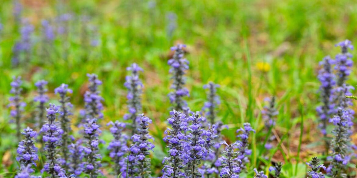 These 5 Plants Will Stop Weeds Taking Over Your Flower Beds – Including Hardy Bergenia These 5 Plants Will Stop Weeds Taking Over Your Flower Beds – Including Hardy Bergenia