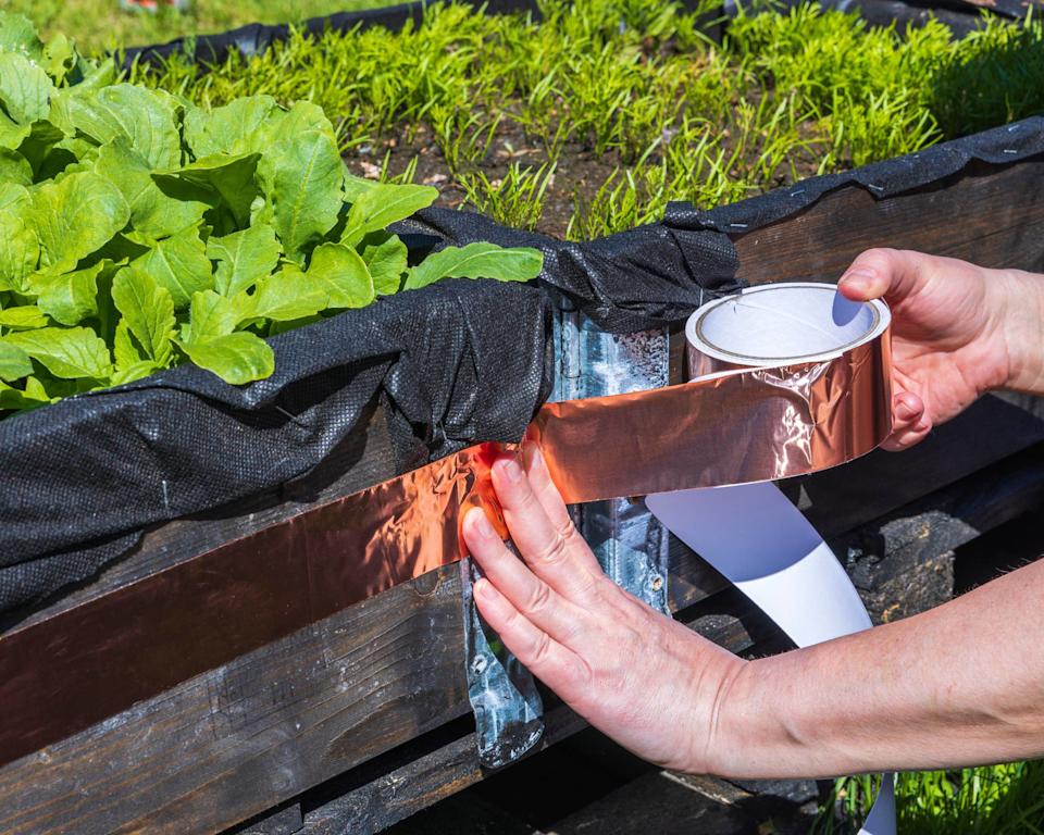 Gardener applying copper tape around the top of raised bed to prevent slugs and snails