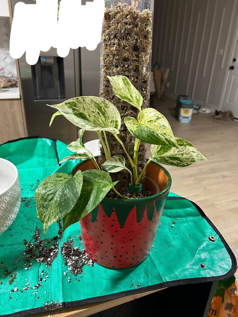First pothos added to the collection