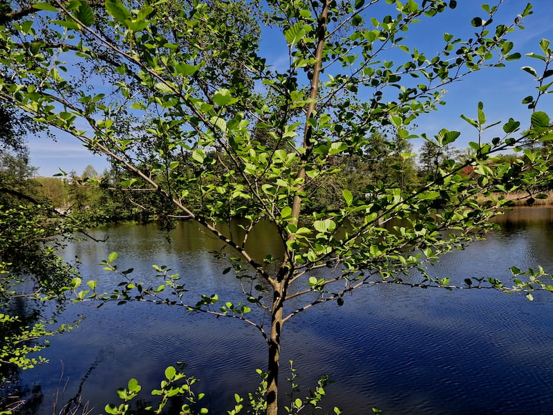 Sticky alder, Alnus glutinosa, has a sticky resin that protects against salty winds. Photograph: Getty Images