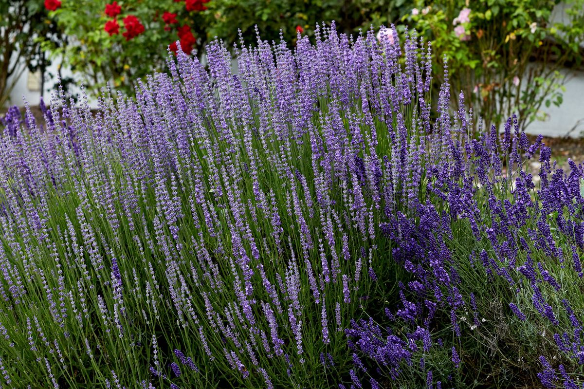Picture shows a garden of Lavender and roses in early spring.Taken in Spring, Salisbury, Wiltshire UK.