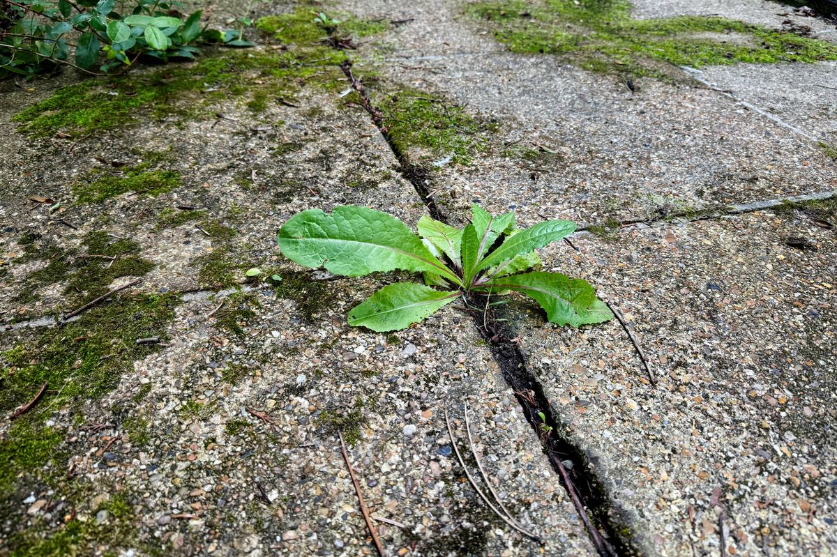 Weeds growing up between paving stones on a patio